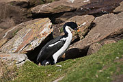 Picture 'Ant1_1_00406 Blue-eyed Cormorant, Blue-eyed Shag, Cormorant, Imperial Shag, Phalacrocorax Atriceps, Shag, Antarctica and sub-Antarctic islands, Falkland Islands, Saunders Island'